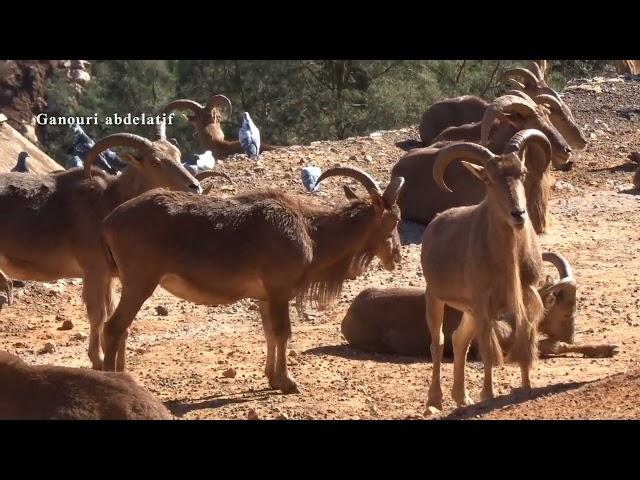 تافوغالت محمية طبيعية حيوانات الاروي منطقة الشرق السياحية