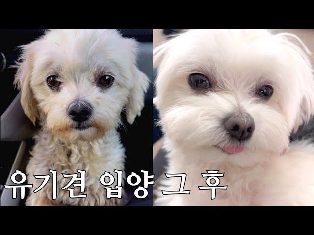 세상의 모든 유기견들이 행복해졌으면 좋겠습니다. 남해 유기견 뽀순이 이야기(감동주의)