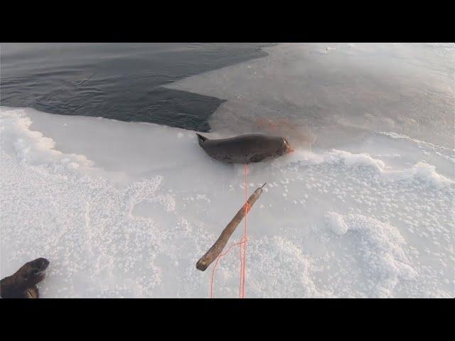 Hunting Seals in Open Hole in Ice with 17WSM and Harpoon. January 2019