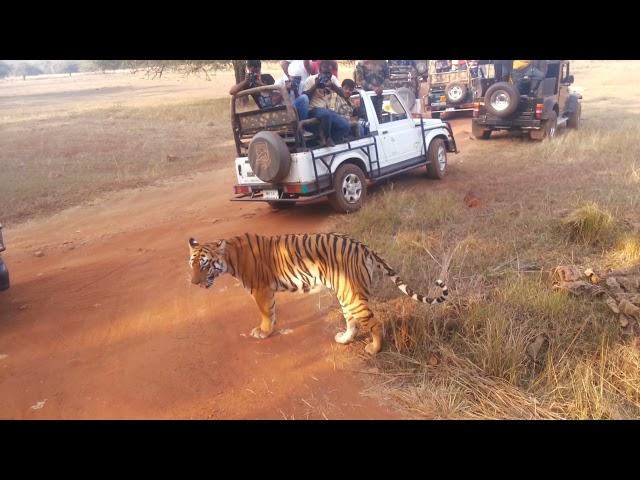 Close encounter with the queen of tadoba, Tigress Maya, Chandrapur. #wildlife #tadoba