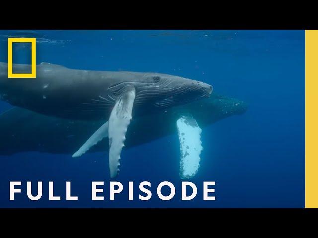 Oceans Odysseys: Incredible Animal Journeys (Full Episode) | National Geographic