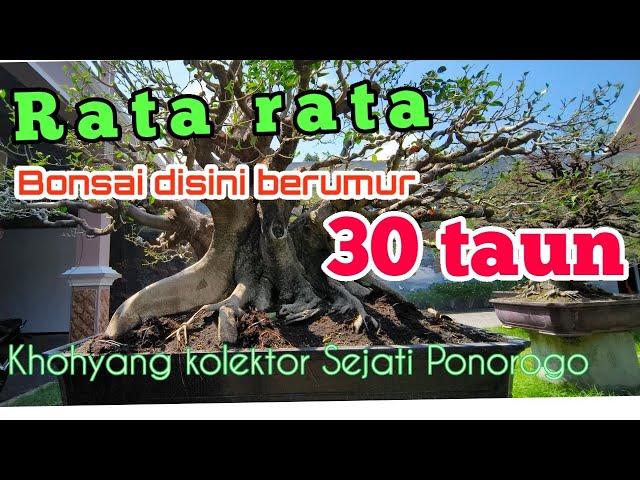 Bonsai Milik Kolektor Ponorogo.ada yg Pernah turun di klas Bintang