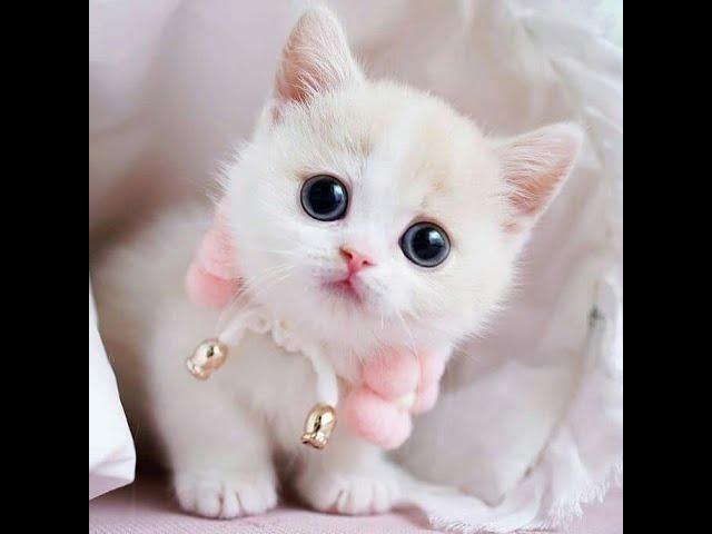 cute pets.cute dogs and cats.pets tv