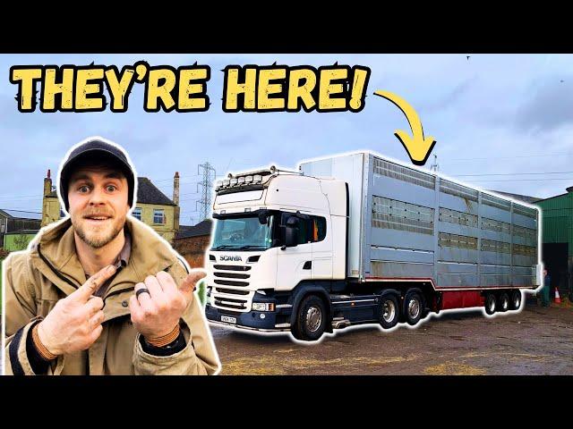 WE BOUGHT EVEN MORE COWS | The Start Of Big Changes On Our Farm!