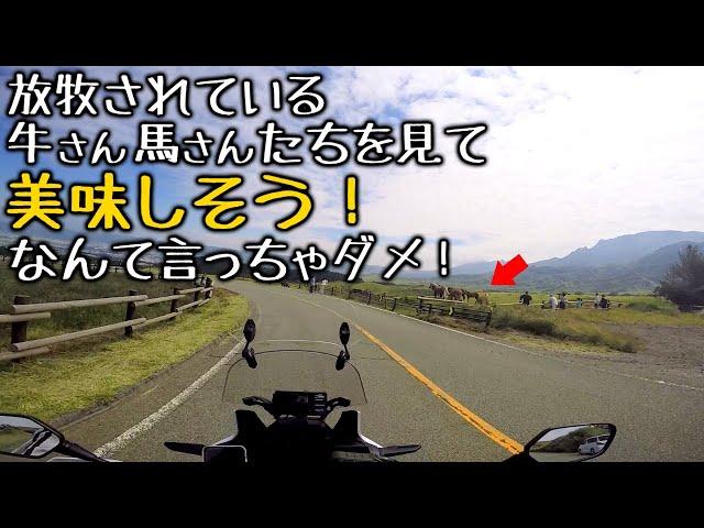 島原～阿蘇１泊ツーリング [ アフリカツイン CRF1000L ] 牛馬は美味しそう？