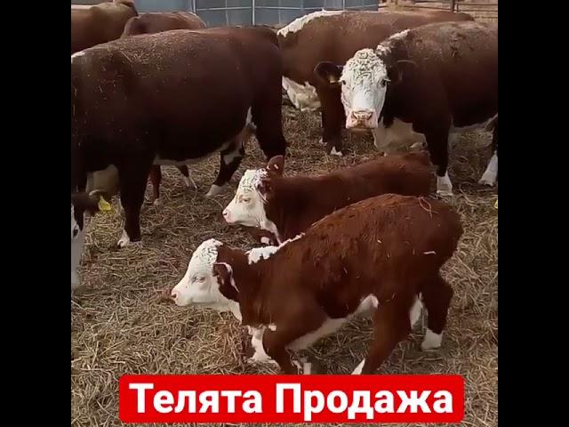 Продажа Оптом телят на экспорт из России порода Герефорд. Чистокровные.