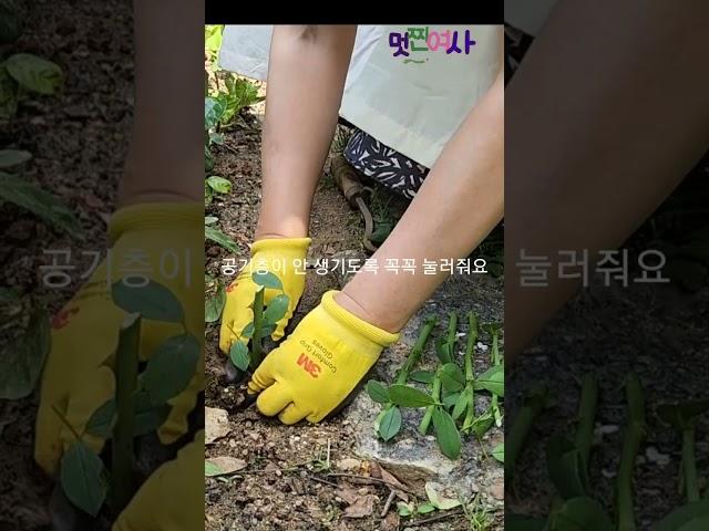화분과 노지에 장미 삽목하는 방법 How to shovel pots and ozier roses