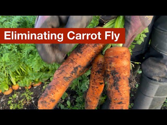 Eliminating Carrot Fly