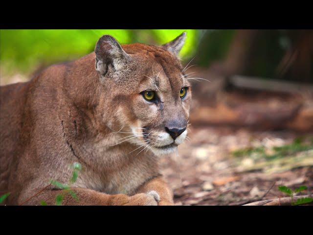 Save the Florida Panther & Wildlife: An Action Documentary by Susan Perz, Ph.D.