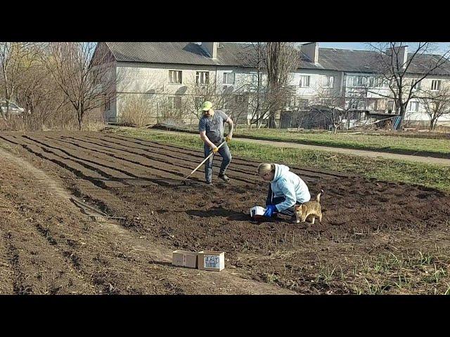 Посадили всю. Что под квочкой???