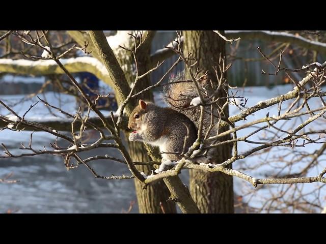 What is this SQUIRREL eating? - Nature, CANADA