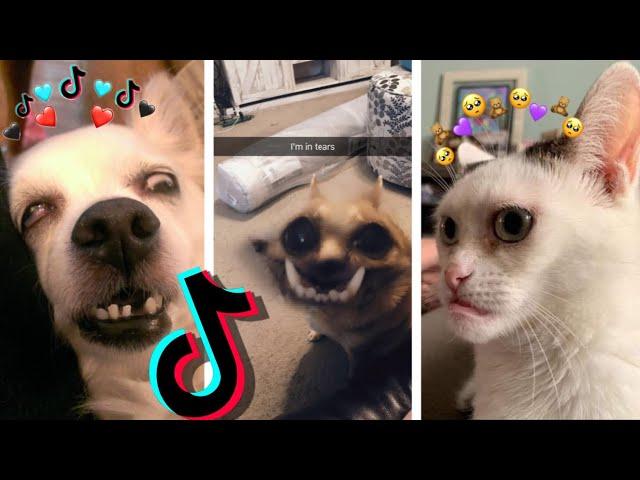  Dogs and Cats on TikTok #51 - Animal Videos: TikTok Funny Dogs and Cats Compilation 2020