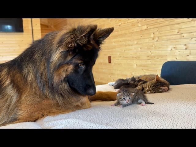 My 3 Dogs Meet Tiny Kittens for the First Time!