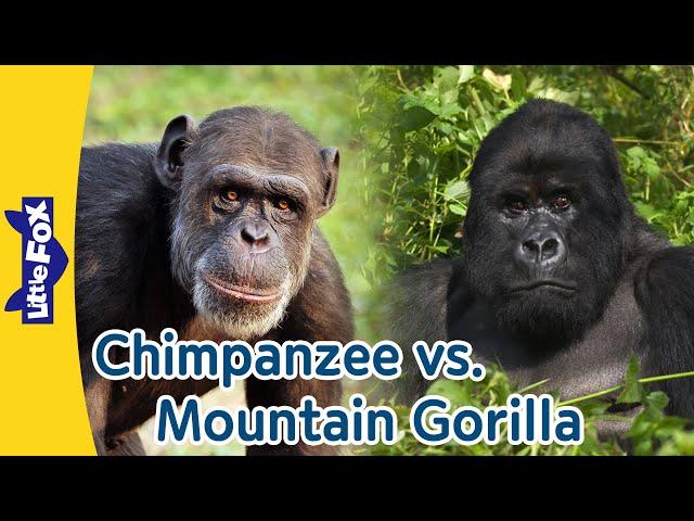 Chimpanzees vs Gorillas: Amazing Apes in Action! | Little Fox