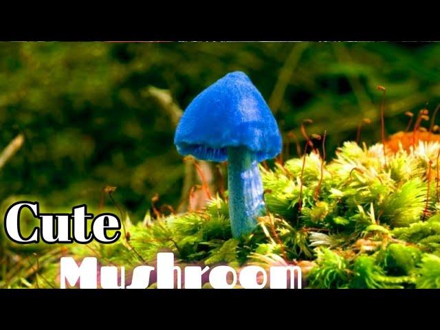 World's Beautiful Mushrooms/Extreme Beautiful Mushrooms/Beautiful Mushroom/Top 40 Beautiful Mushroom