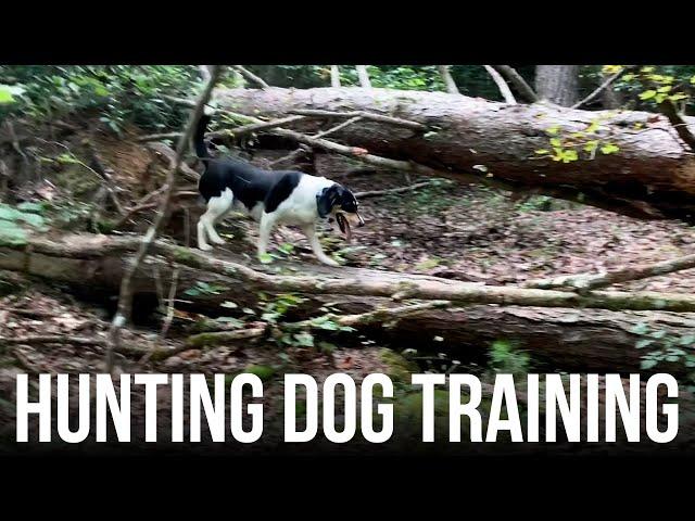 Hunting Dog Training