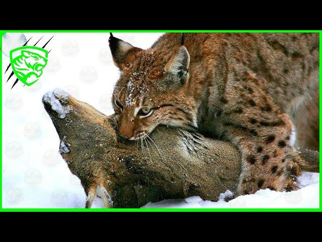 THE EURASIAN LYNX - Europe's BIGGEST Predator