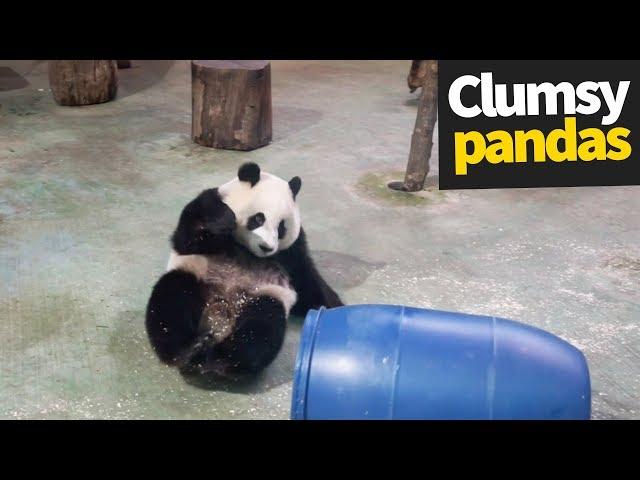 Cute and Clumsy Panda Compilation 2019 | Pandas are Awesome