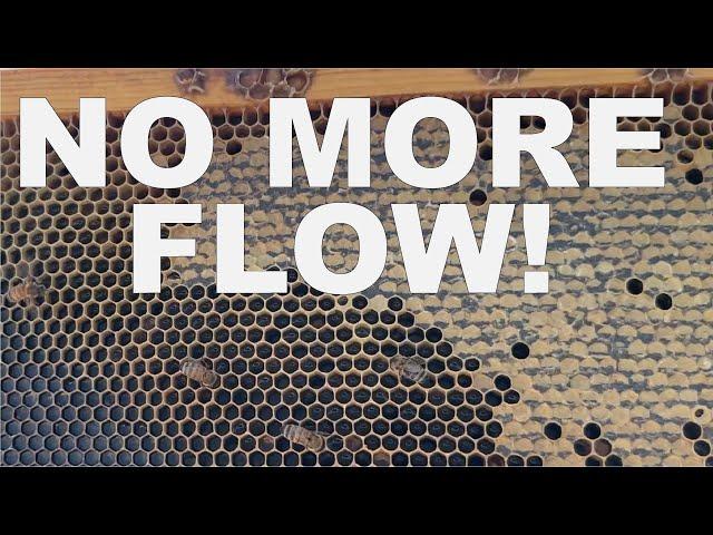 BEEKEEPING: When is the Honey Flow Over?