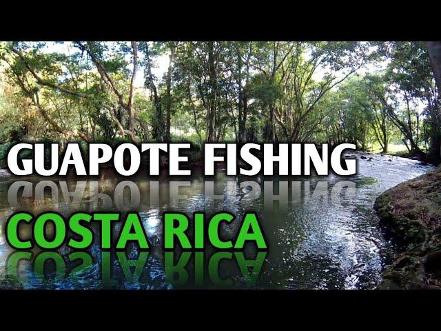 Guapote (Wolf Cichlid) -- Creek Fishing, Costa Rica