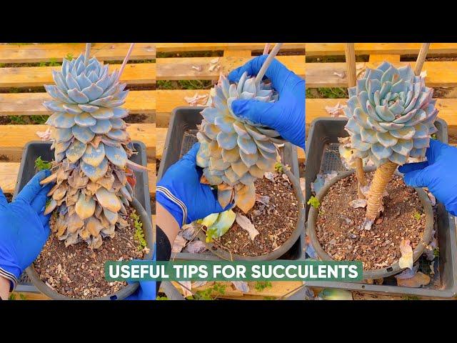 Discover the 5-Minute Trick to Keep Your Succulents Alive