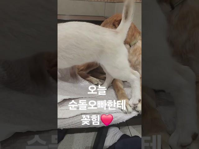 쿠키처럼 행복하개 - 순돌오빠가 좋은 루피 #유기견입양 #세상에하나뿐인너 #산책봉사 #코코쉼터