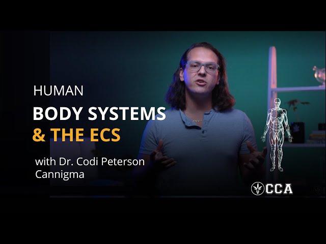 How Cannabis Affects the Human Body Systems