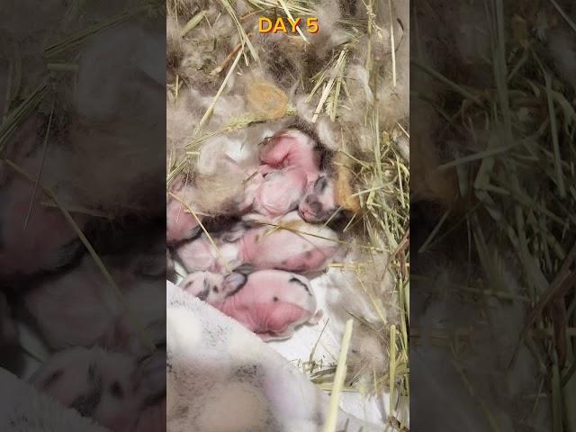 Bunny Diary Day 226. Day 5  #rabbit #rabbitvlog  #rabbitnyc #bunnynyc #兔 #うさぎ #Bunny  #rabbit #usagi