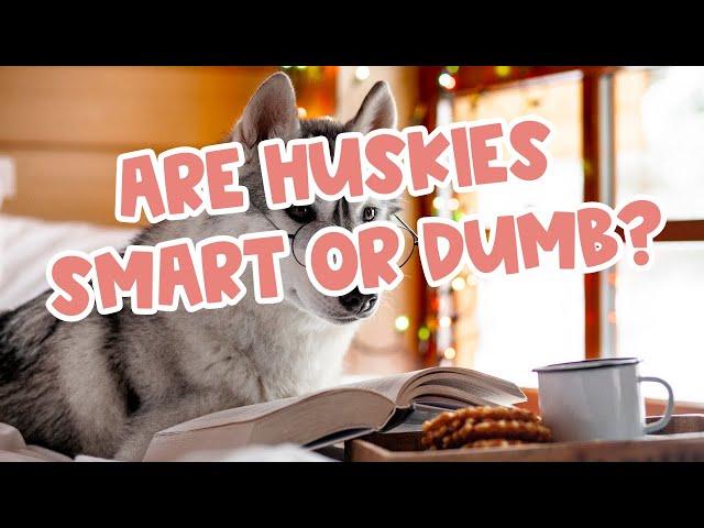 Are Huskies Smart or Dumb? 