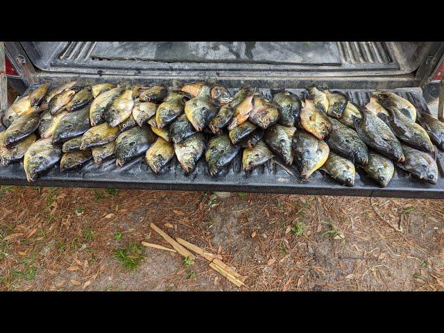 Epic!!!! Monster Shellcracker Catch and Cook on Riverbank