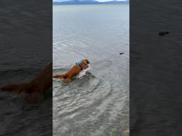 Willow learning to retrieve from the water.  #winter #laketahoe #dog #puppy