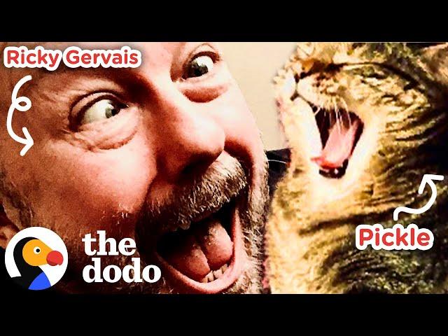 Watch Ricky Gervais Fall In Love With His Foster Cat | The Dodo