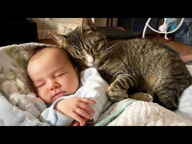 Cats being LEGENDS ! Funny Cat Video 2024