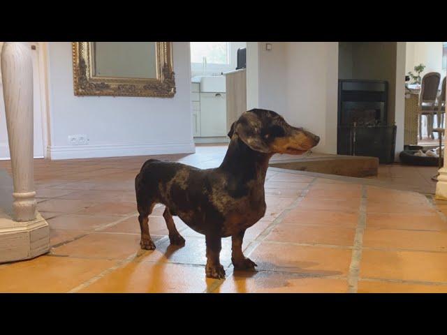 HOW REACTS A MINI DACHSHUND WHEN HE IS HOME ALONE ?