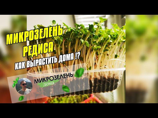 МИКРОЗЕЛЕНЬ РЕДИСА - КАК ВЫРАСТИТЬ  МИКРОЗЕЛЕНЬ ДОМА  СЫРОЕДЕНИЕ