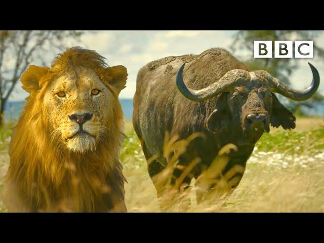Lion pride works together to hunt buffalo  Serengeti II - BBC