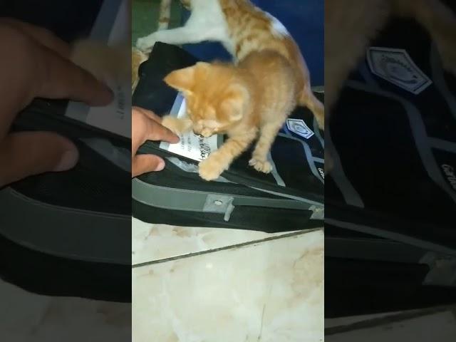 Ternyata di dalam tas ada isi makhluk bertaring - keluarga bayi kucing