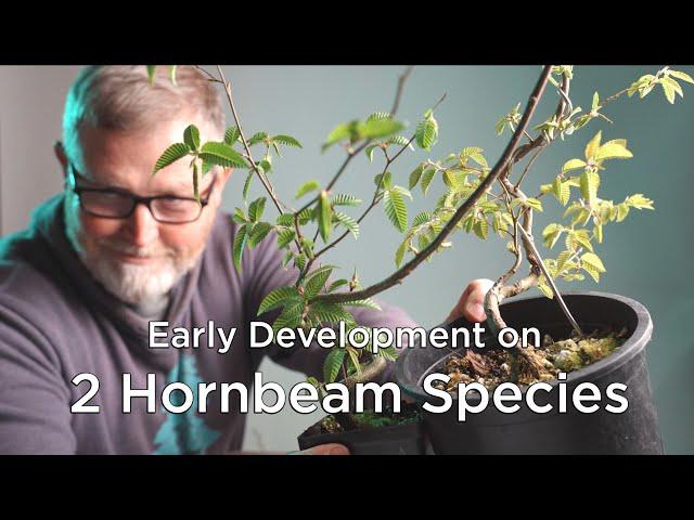 Bonsaify | Genius Tips for Early Development of Genus Carpinus (Hornbeam)