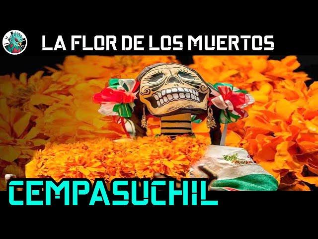 Cempasuchil, la flor de los muertos mexicana.