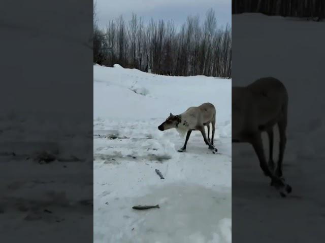 Олени на Сахалине обобрали рыбака - слопали улов гольца