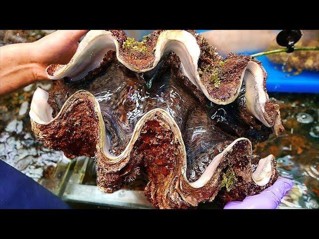 Japanese Street Food - $100 GIANT CLAM Seafood Japan