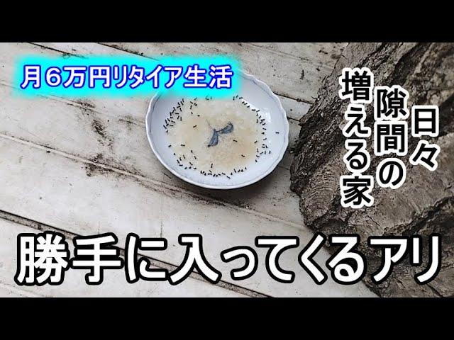 ３００万円の家　毒エサ作り　ホウ酸砂糖水