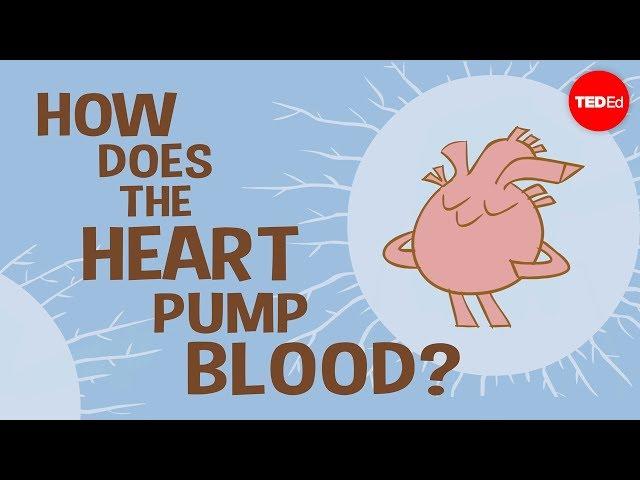 How the heart actually pumps blood - Edmond Hui