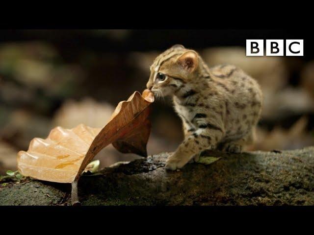 World's smallest cat - BBC