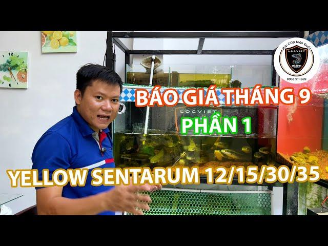 BÁO GIÁ CÁ LÓC CẢNH THÁNG 9| Phần 1| Yellow Sentarum size 12/15/30/35 tại Lóc Việt Minh Trí