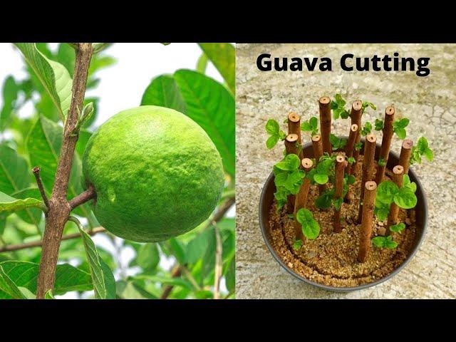 How to propagate guava tree from cuttings || growing guava tree from cutting