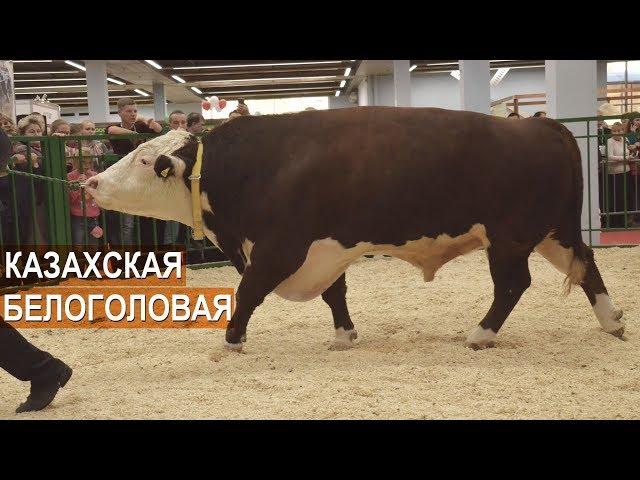 Показ мясного КРС породы Казахская белоголовая. Выставка Золотая Осень-2018