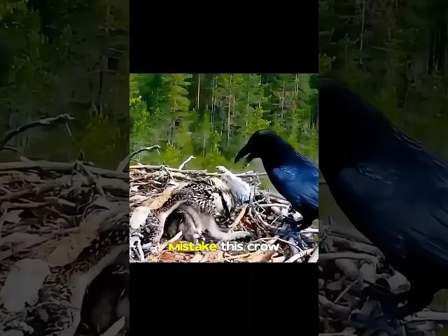 A stupid crow got itself into big trouble..
