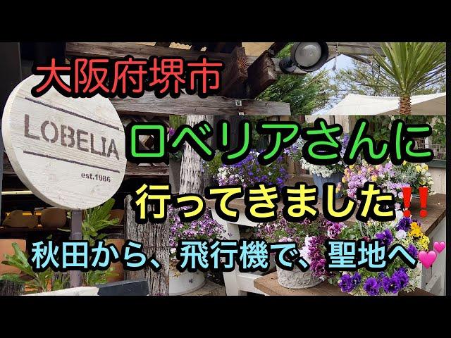 【大阪府堺市ロベリアさん】秋田市から訪問、お買い物してきました