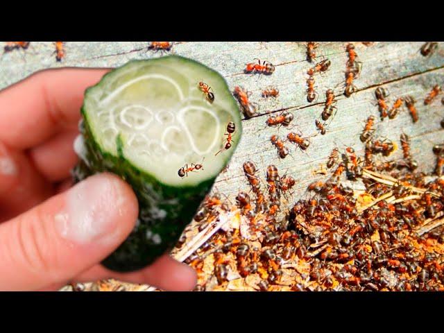 ANTS DO NOT RETURN FOR 50 YEARS! Get Rid Of Ants And Aphids Fast Forever, 100% Effective!